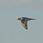 Gyr Falcon, North Uist