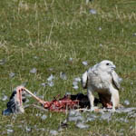 Gyr Falcon with carcass