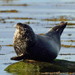 Harbour Seal, Outer Hebrides