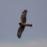 Hen Harrier, Western Isles