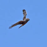 young male Hen Harrier