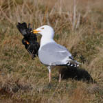 Herring Gull with Blackbird