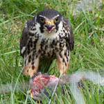 Hobby, Outer Hebrides