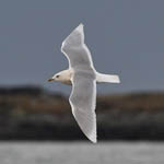 adult Iceland Gull, South Uist
