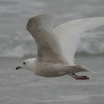 Iceland Gull, South Uist