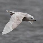 juvenile Iceland Gull, South Uist