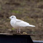 juvenile Iceland Gull, Ardivachar