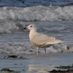 juvenile Iceland Gull, South Uist
