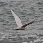 juvenile Iceland Gull