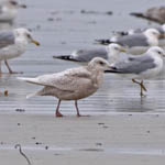 juvenile Iceland Gull, North Bay, South Uist