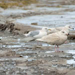 Iceland Gulls with Glaucous Gull