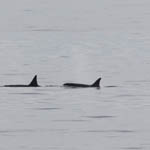 Orcas, Outer Hebrides