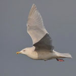 Kumlien's Gull in flight