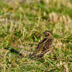 Lapland Bunting, Outer Hebrides