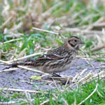 Lapland Bunting, Outer Hebrides