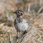 Lapland Bunting, South Uist