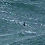 Leach's Petrel, North Uist