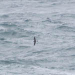 Leach's Petrel, South Uist