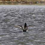 Lesser Scaup with wings stretched