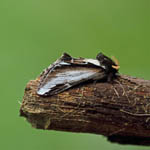 Lesser Swallow Prominent