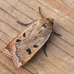 Lesser Yellow Underwing, Outer Hebrides moths