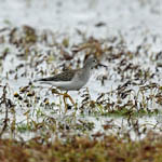 Lesser Yellowlegs, Bornish