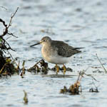 Lesser Yellowlegs, Bornish
