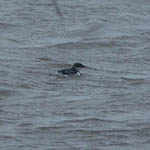 Little Auk, Stinky Bay