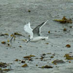 2nd winter Little Gull, Ardivachar