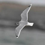 2nd winter Little Gull, South Uist