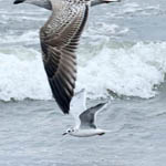 Little Gull with Great Black-backed Gull