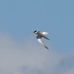 Little Tern, Uist