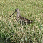 Long-billed Dowitcher, Lewis