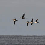 Long-tailed Ducks, Outer Hebrides