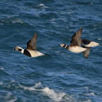 Long-tailed Ducks, South Uist