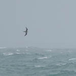 Long-tailed Skua, North Uist