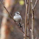 Long-tailed Tit, Loch Eynort