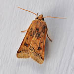 Lunar Underwing, Outer Hebrides moths
