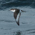 Manx Shearwater  - Outer Hebrides Birds