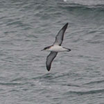 Manx Shearwater - Outer Hebrides Birds