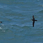 Manx Shearwater, Outer Hebrides