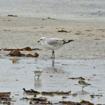 1st winter Mediterranean Gull, South Uist