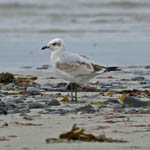 1st winter Mediterranean Gull