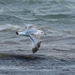 Mediterranean Gull, Berneray