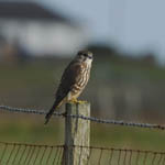 Merlin, South Uist