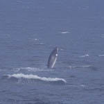 Minke Whale breaching