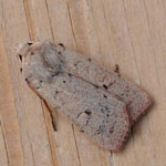 Neglected Rustic - Outer Hebrides Moths