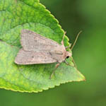 Neglected Rustic, Outer Hebrides Moths