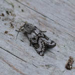 Northern Deep Brown Dart, Outer Hebrides moths