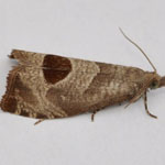 Notocelia uddmanniana - Outer Hebrides Moths
